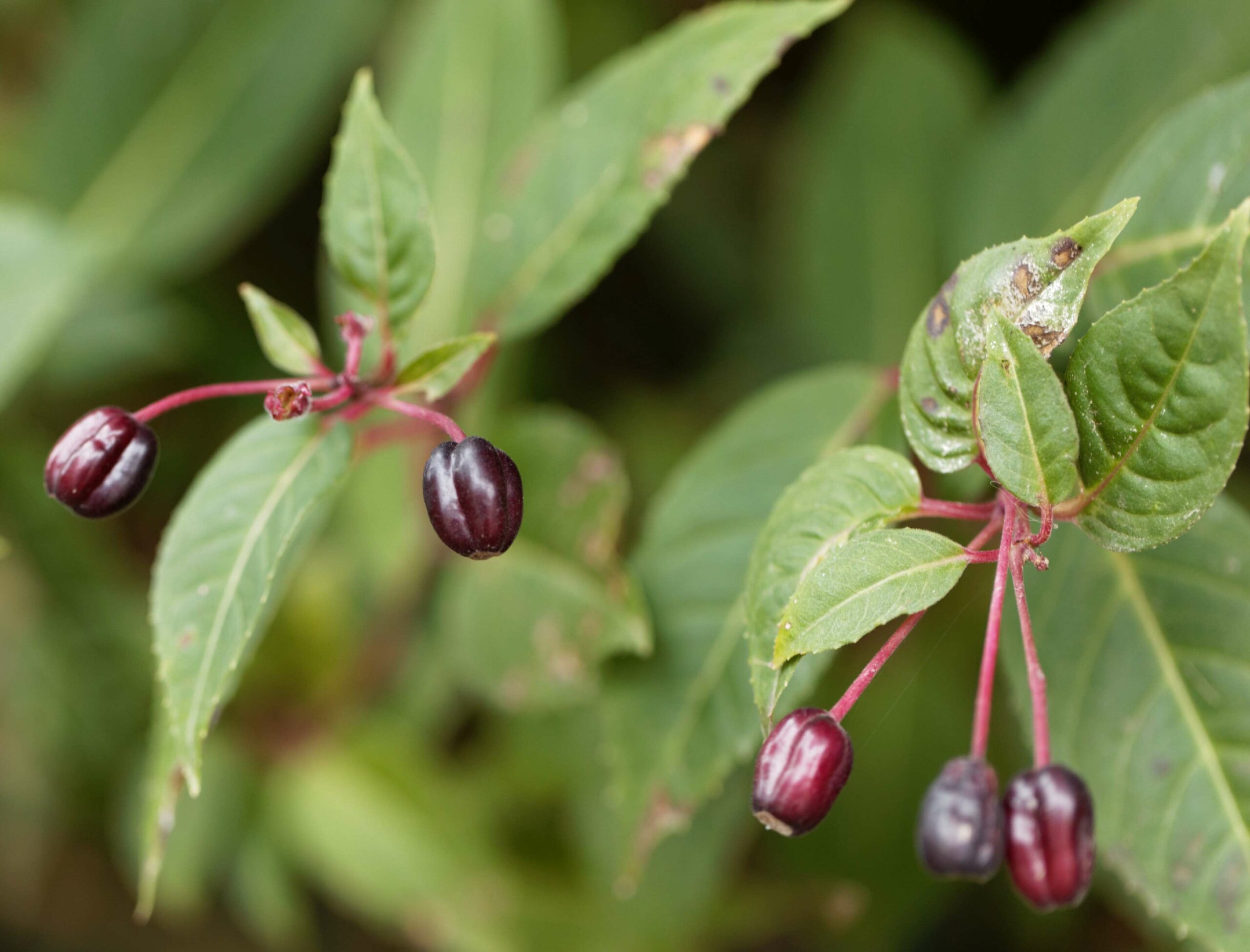 Pépinières Ripoche Fuchsia regia Reitzii fruitier ombre comestible