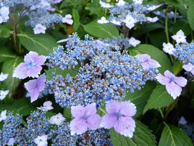 Les Hortensias du Haut Bois Mariesii Lilacina hortensia dentelle