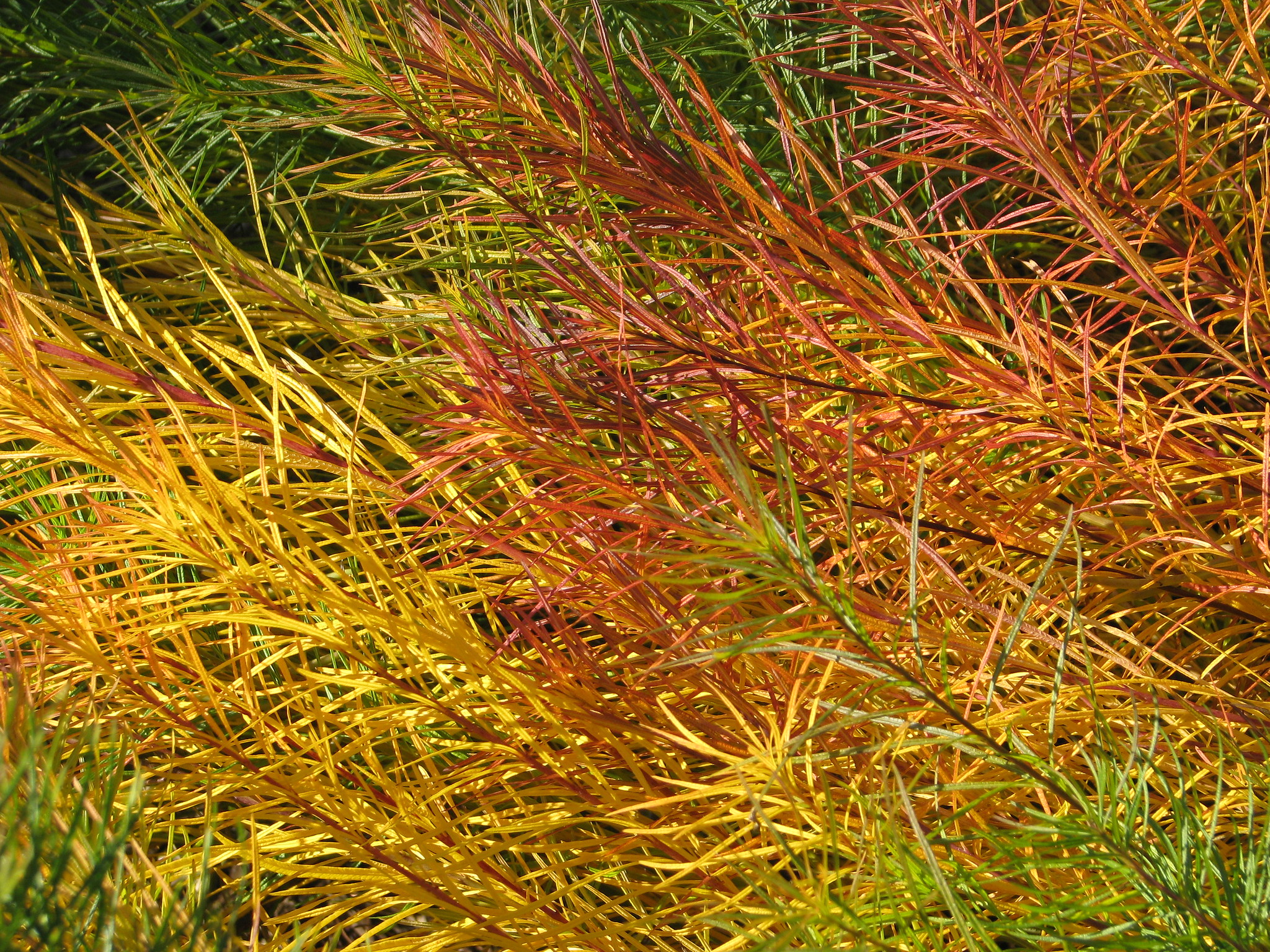 Passion Vivaces Amsonia plante vivace pot 1L fleurs bleues