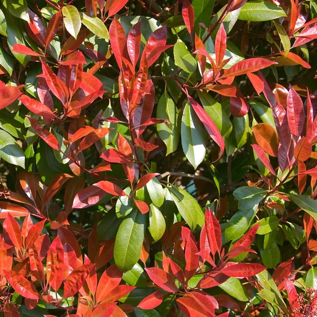Bakker Photinia Carré rouge arbuste pot Ø 9cm 10-20cm