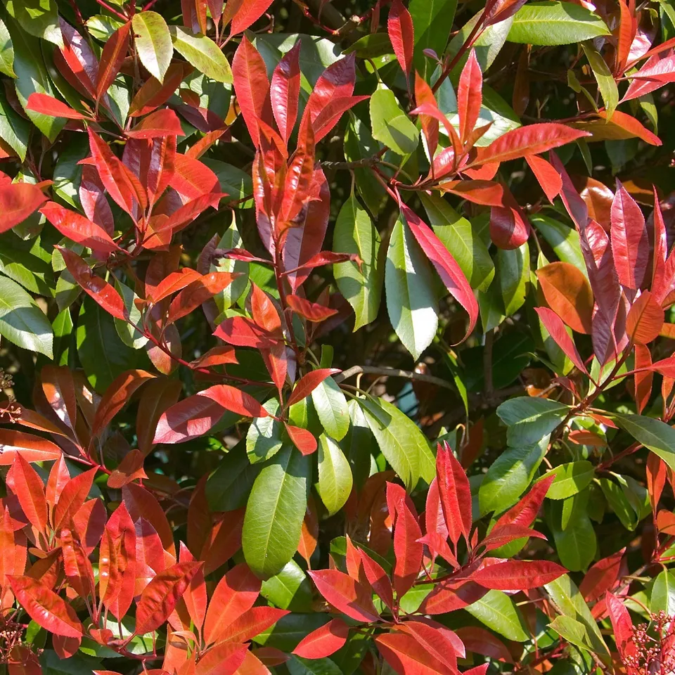 Bakker Photinia Carré rouge arbuste pot Ø 9cm 10-20cm