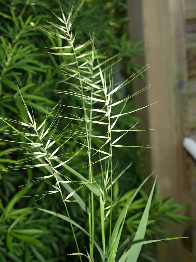 Elymus hystrix graminée vivace ombre pot 1 litre