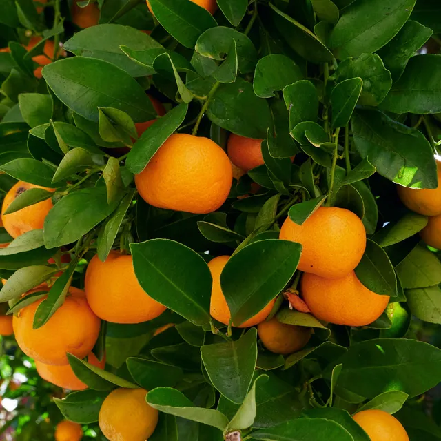 Bakker Calamondin Citrus Mitis Agrume Pot Ø9cm 25-35cm