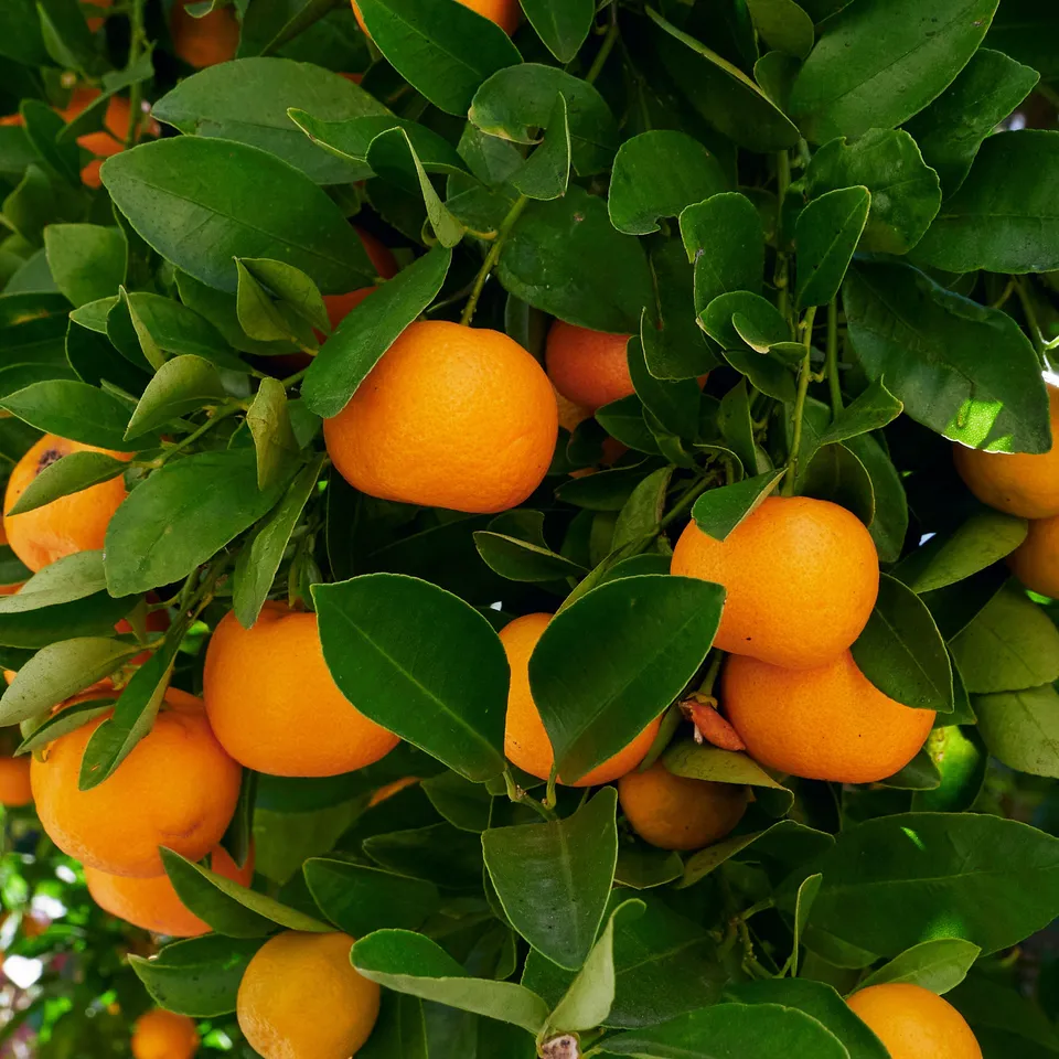 Bakker Calamondin Citrus Mitis Agrume Pot Ø9cm 25-35cm