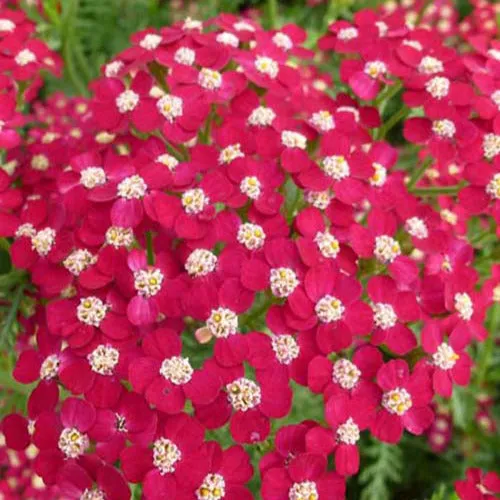 Bakker Achillée Petra vivace pot 9cm rouge