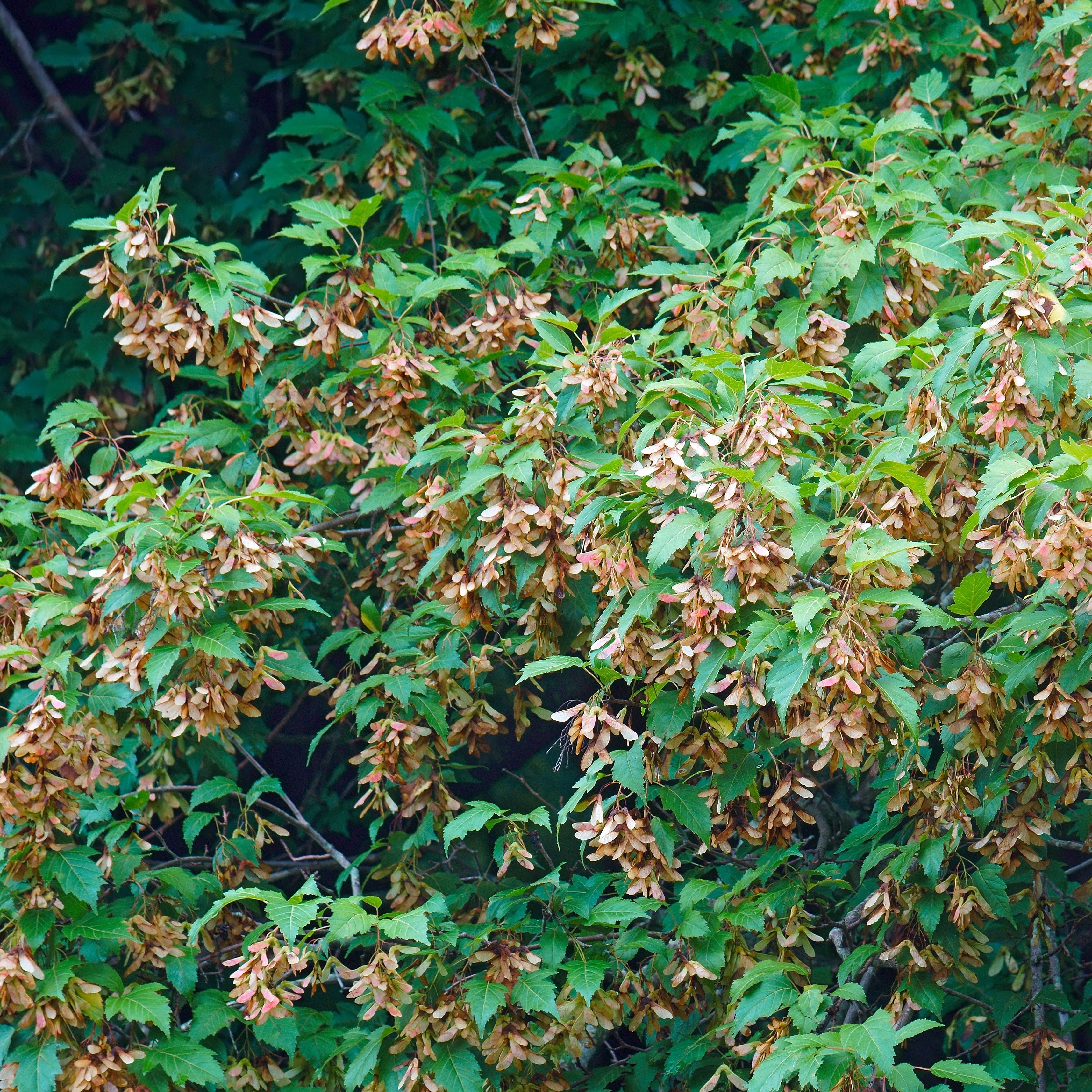 Bakker Érable du fleuve Amour pot 2L 80-100cm rouge automne