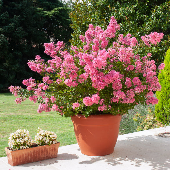 Bakker Arbustes Lilas des Indes rose pot 9cm floraison été