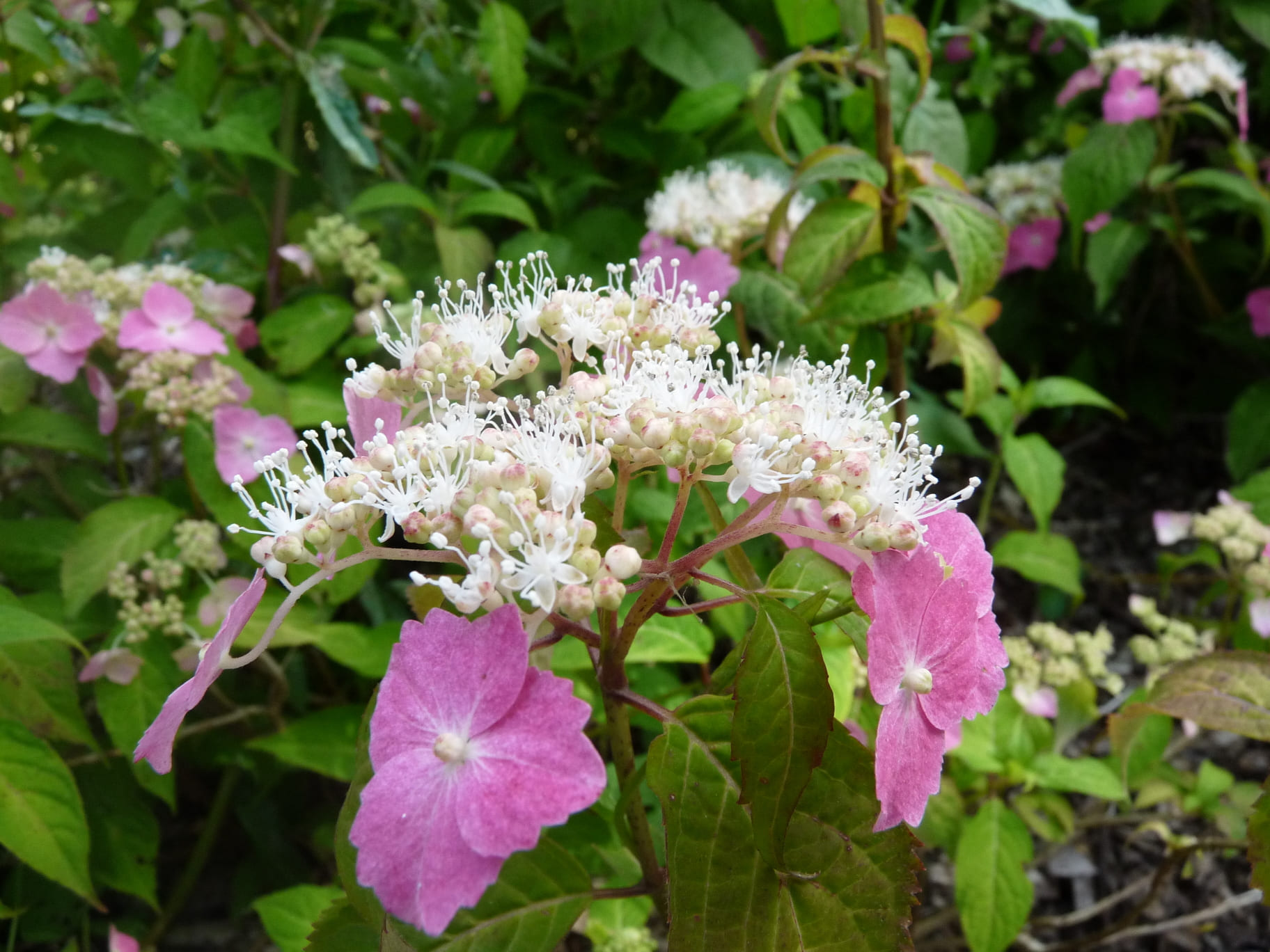 Les Hortensias du Haut Bois Toujours rose hortensia fleurs rondes