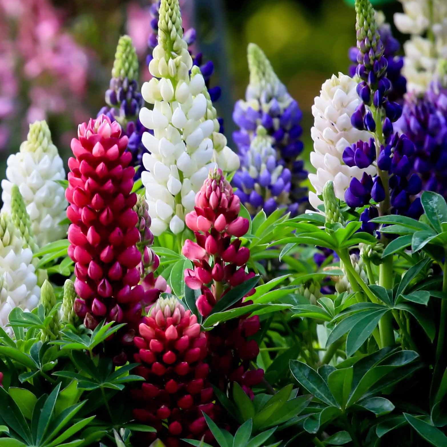 Bakker Lupin Russell mélange 5 vivaces racines nues coloré
