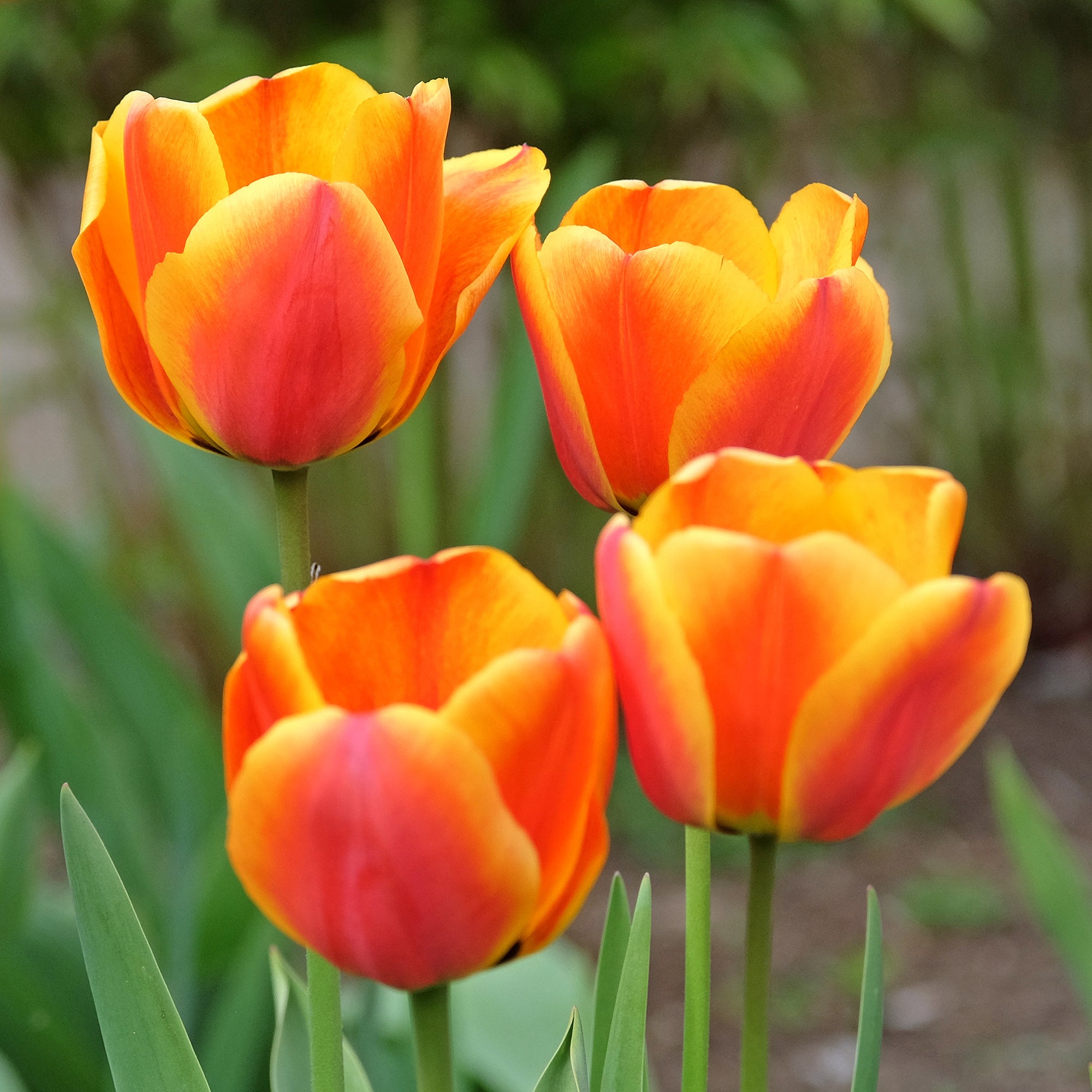 Bakker Bulbes de printemps massif sachet 28 bulbes