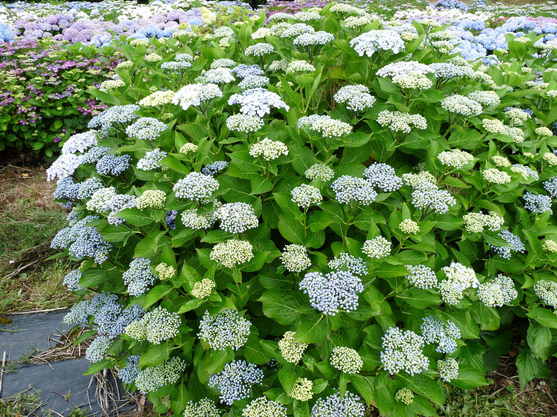 Les Hortensias du Haut Bois Etanin hortensia fleurs plates godet