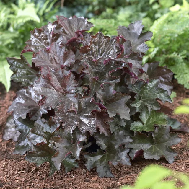 Bakker Palace Purple heuchère pourpre pot 9 cm