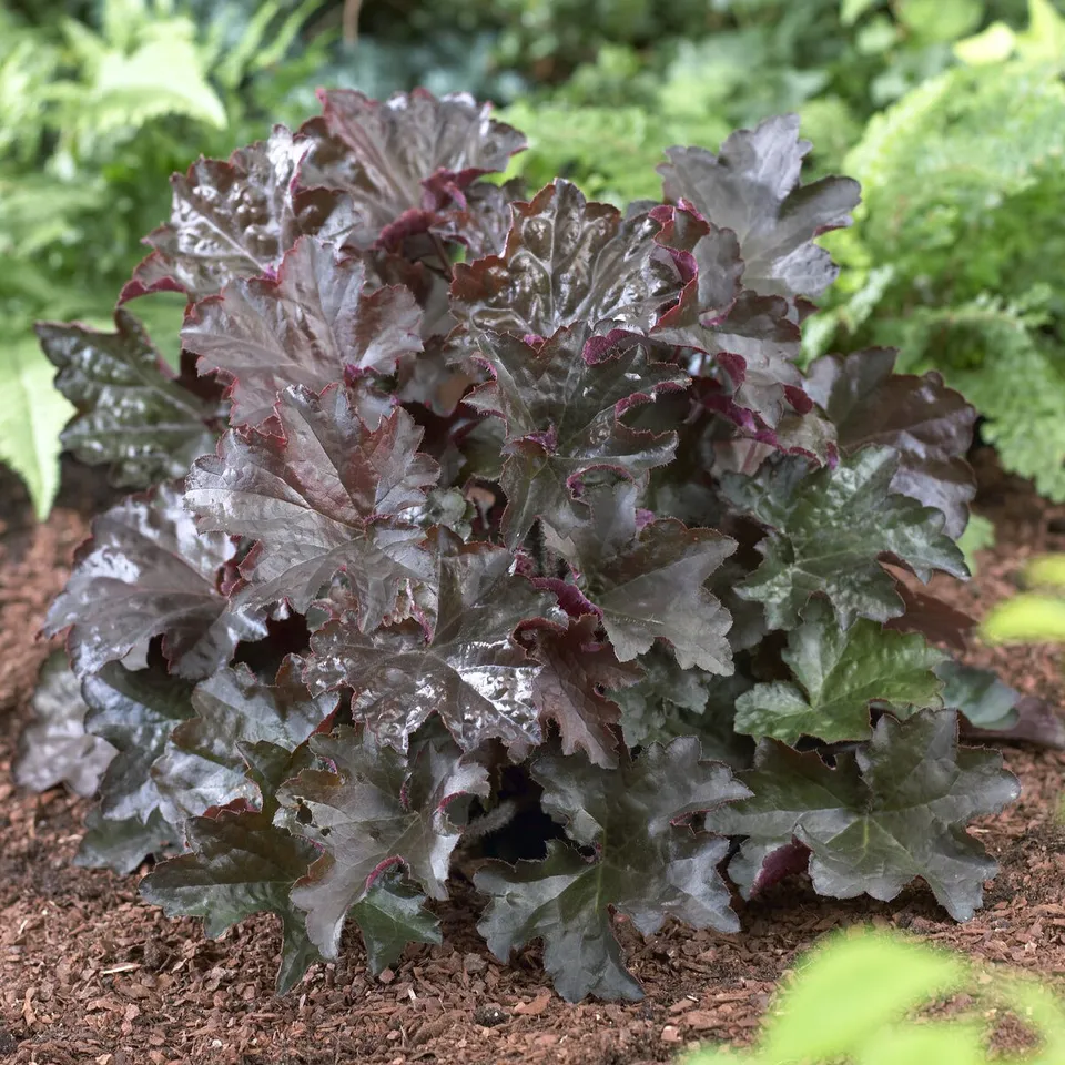 Bakker Palace Purple heuchère pourpre pot 9 cm
