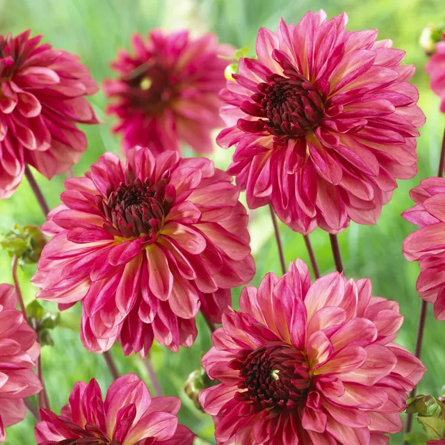 Bakker Dahlia Bacardi décoratif rose sachet 3 bulbes