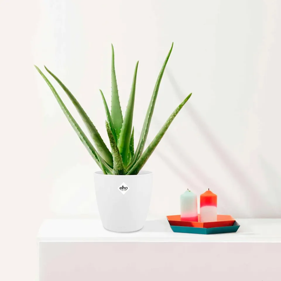 Bakker Aloe vera plante verte 2 pots 14cm blanc 40cm