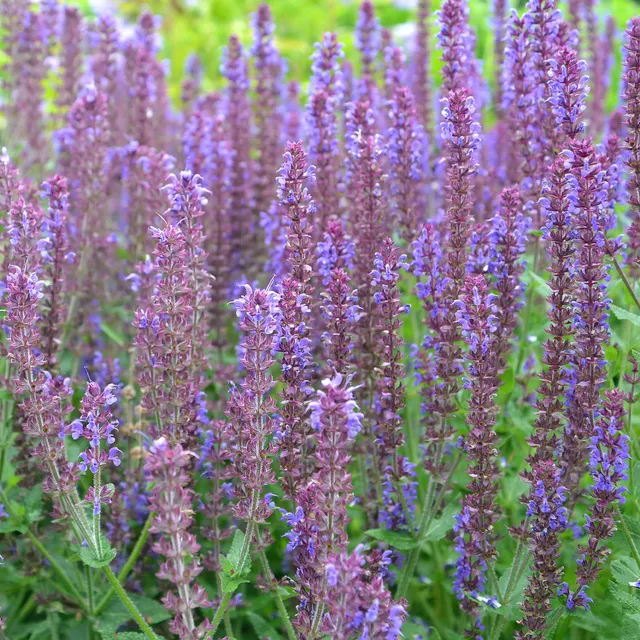 Bakker Vivaces Sauge Ostfriesland pot Ø9cm violet