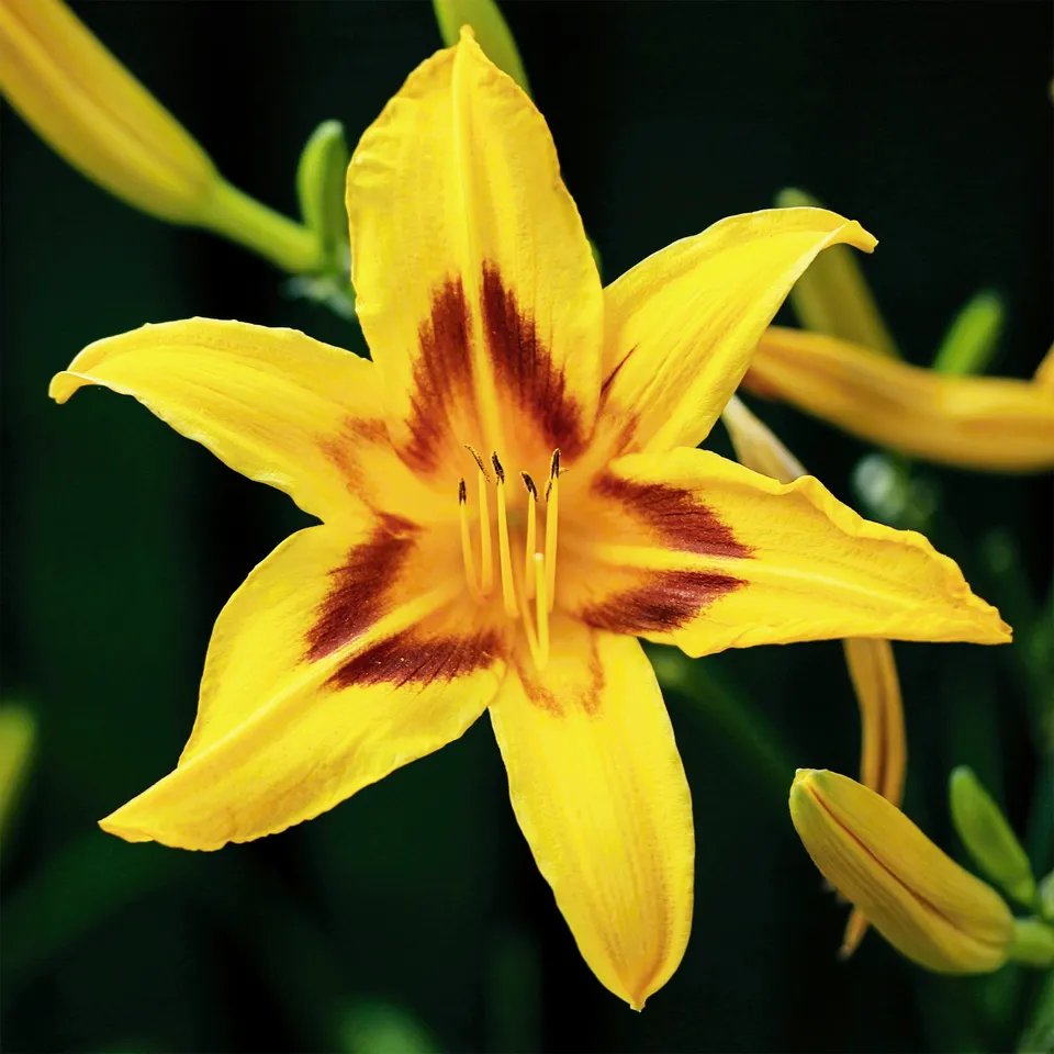 Bakker Hémérocalle Bonanza vivace jaune pot Ø 9 cm