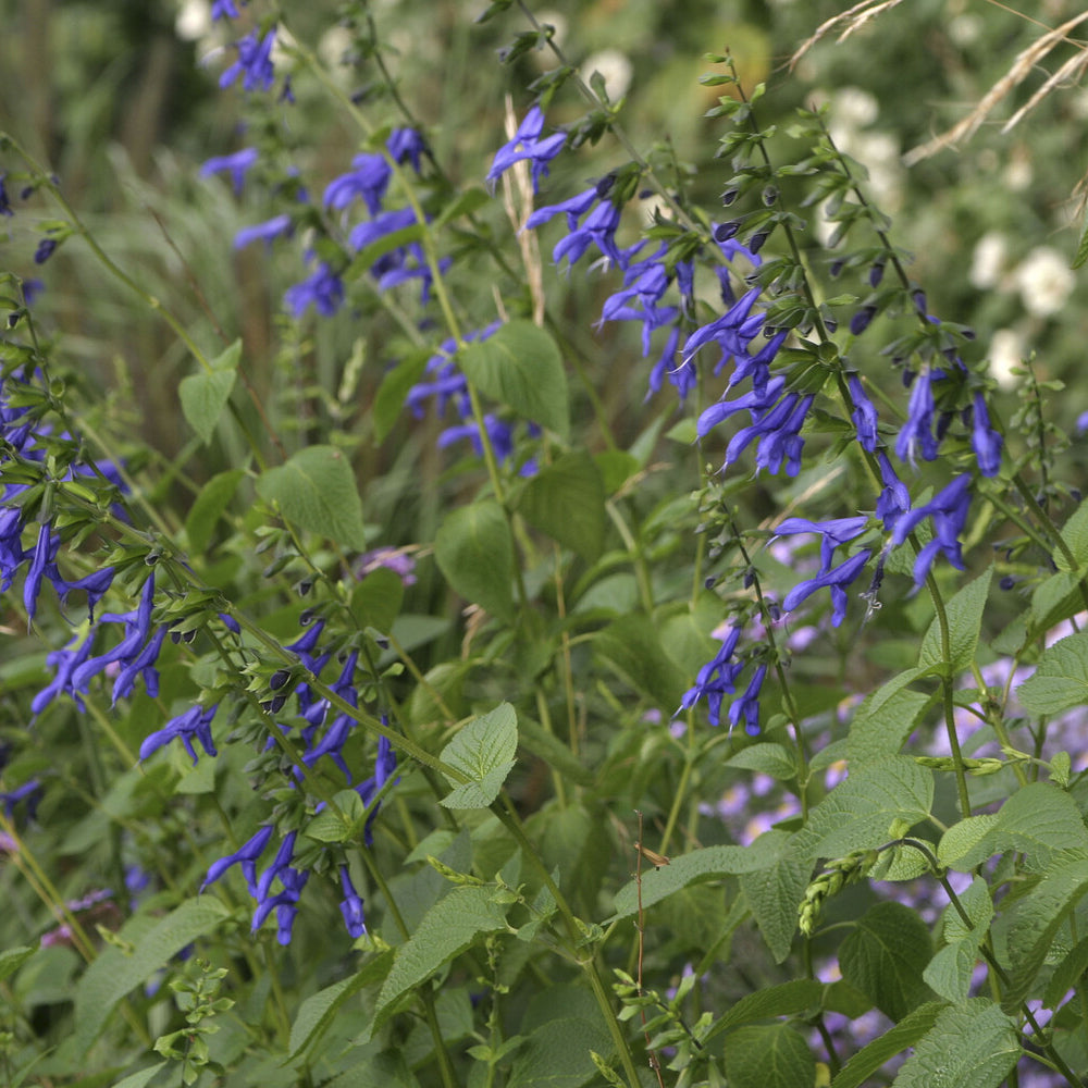Bakker Blue Enigma sauge vivace pot 9cm bleue