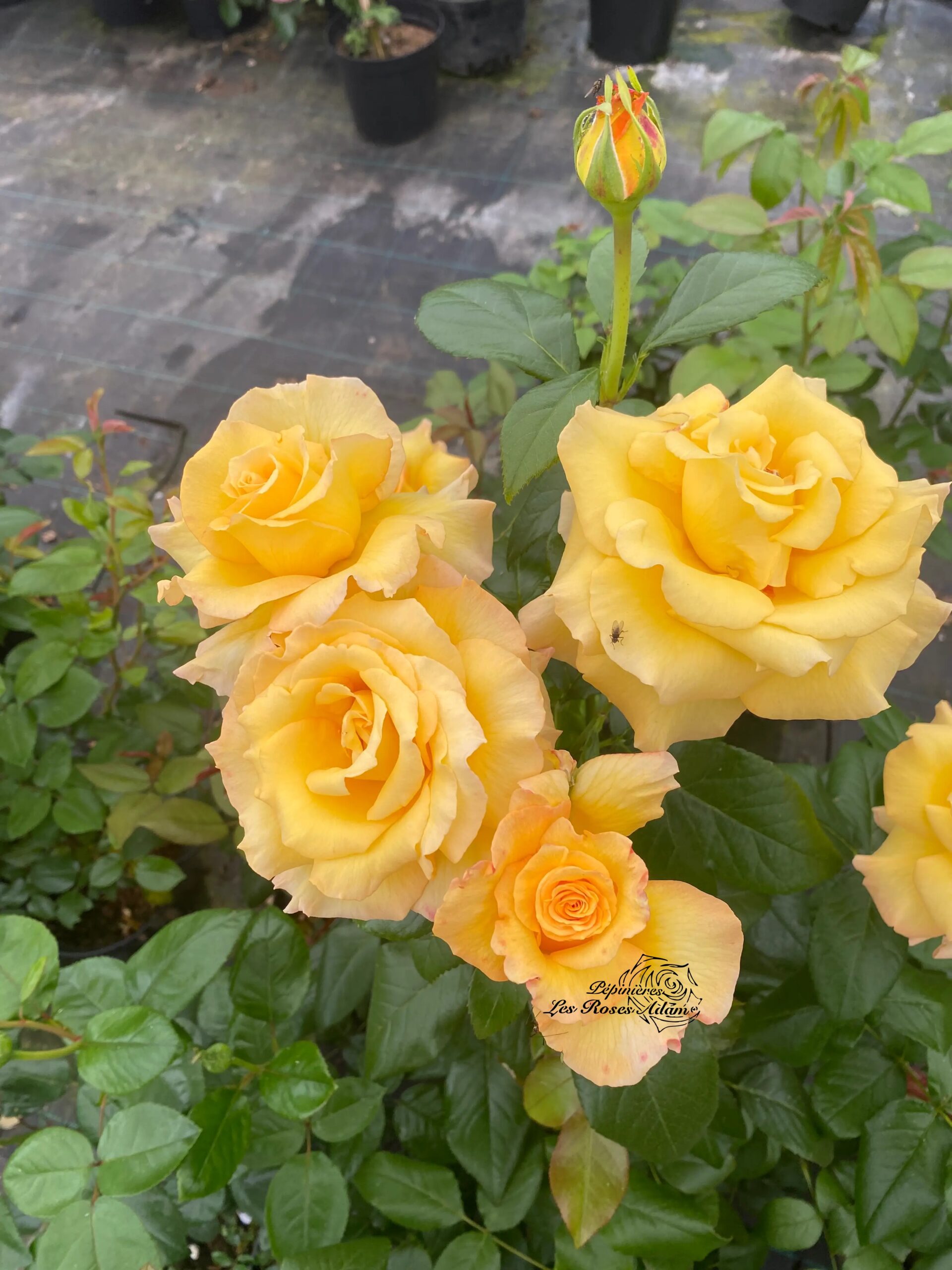 Michel Adam Laurence Boccolini rosier tige jaune