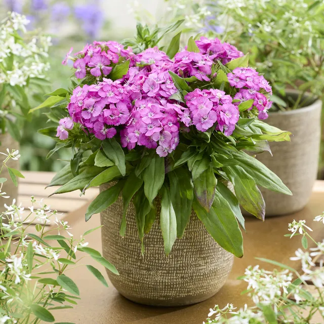 Bakker Œillet Barbarini Pink fleur pot Ø19cm parfumée