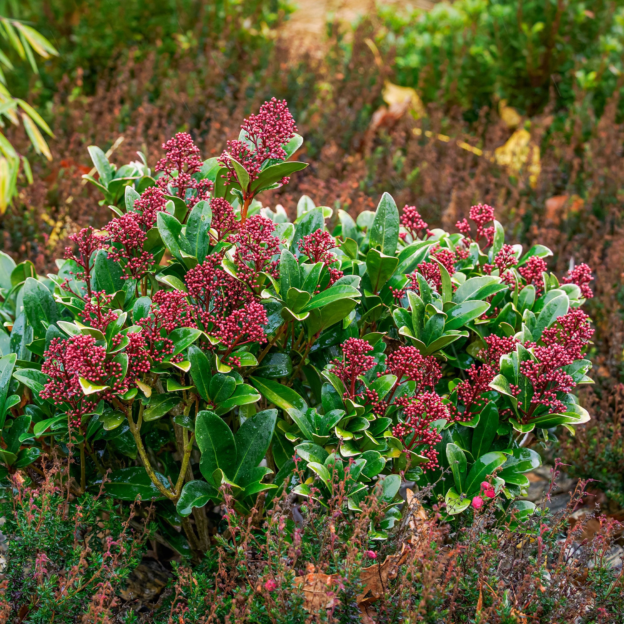 Bakker Skimmia Rubella arbuste persistant pot 2L
