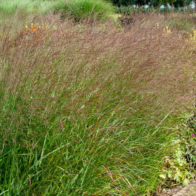 Bakker Panic érigé Shenandoah pot Ø9cm rouge