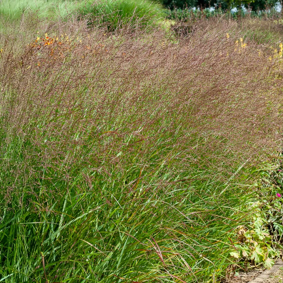 Bakker Panic érigé Shenandoah pot Ø9cm rouge