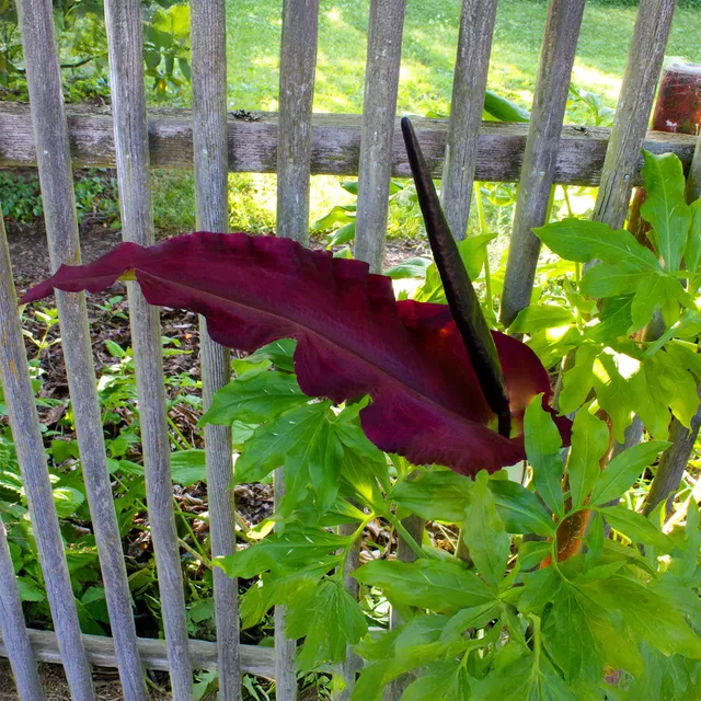 Bakker Serpentaire Dracunculus vulgaris sachet 1 bulbe rouge