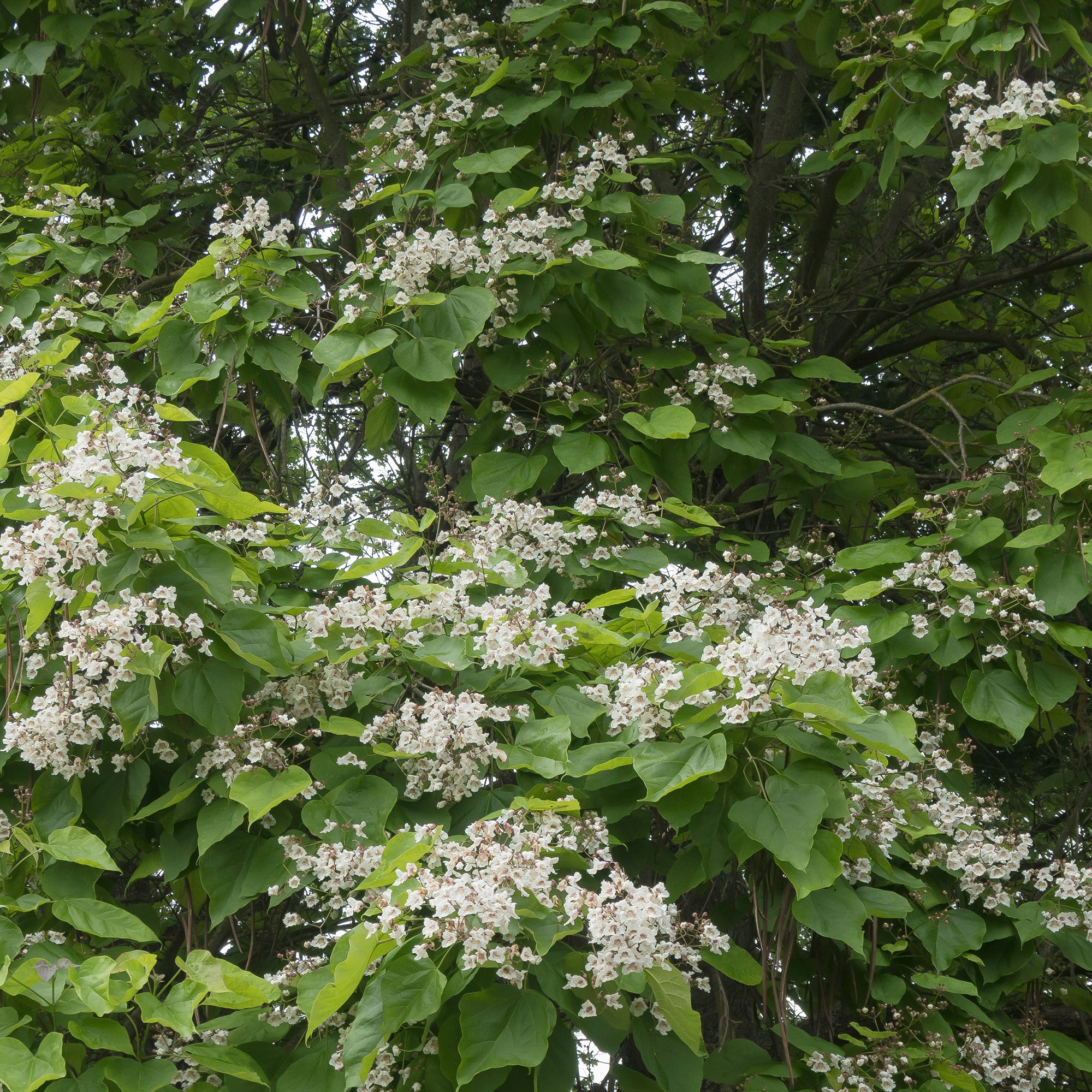Bakker Catalpa commun racine nue 80-100cm blanc