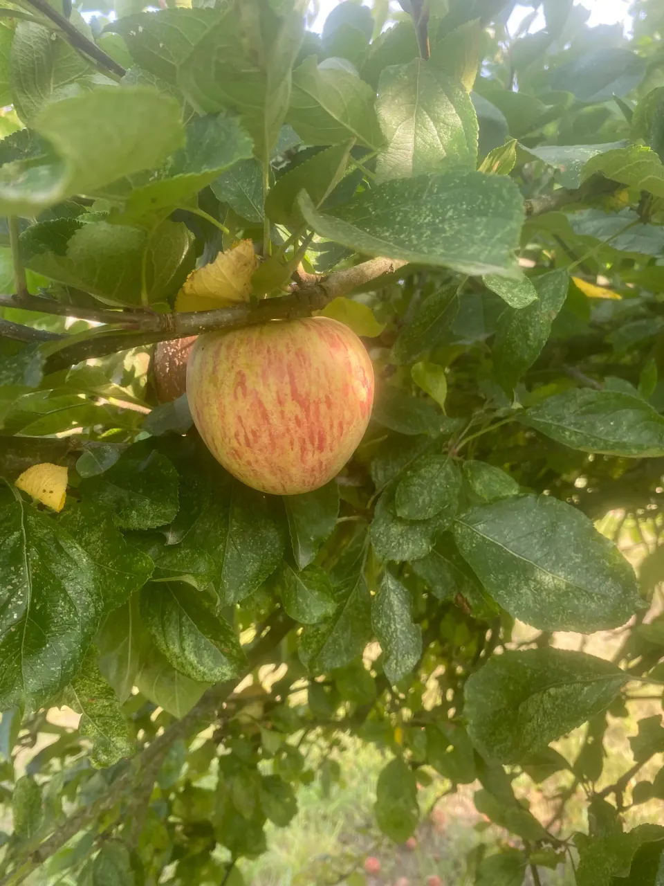 Michel Adam Chailleux pommier pomme à cidre bretonne