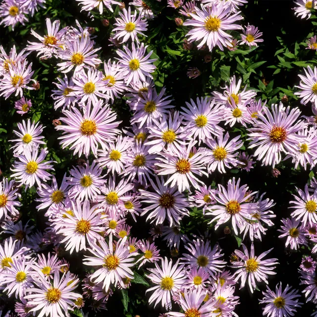 Bakker Aster nain Silberblaukissen vivace violette pot 9cm
