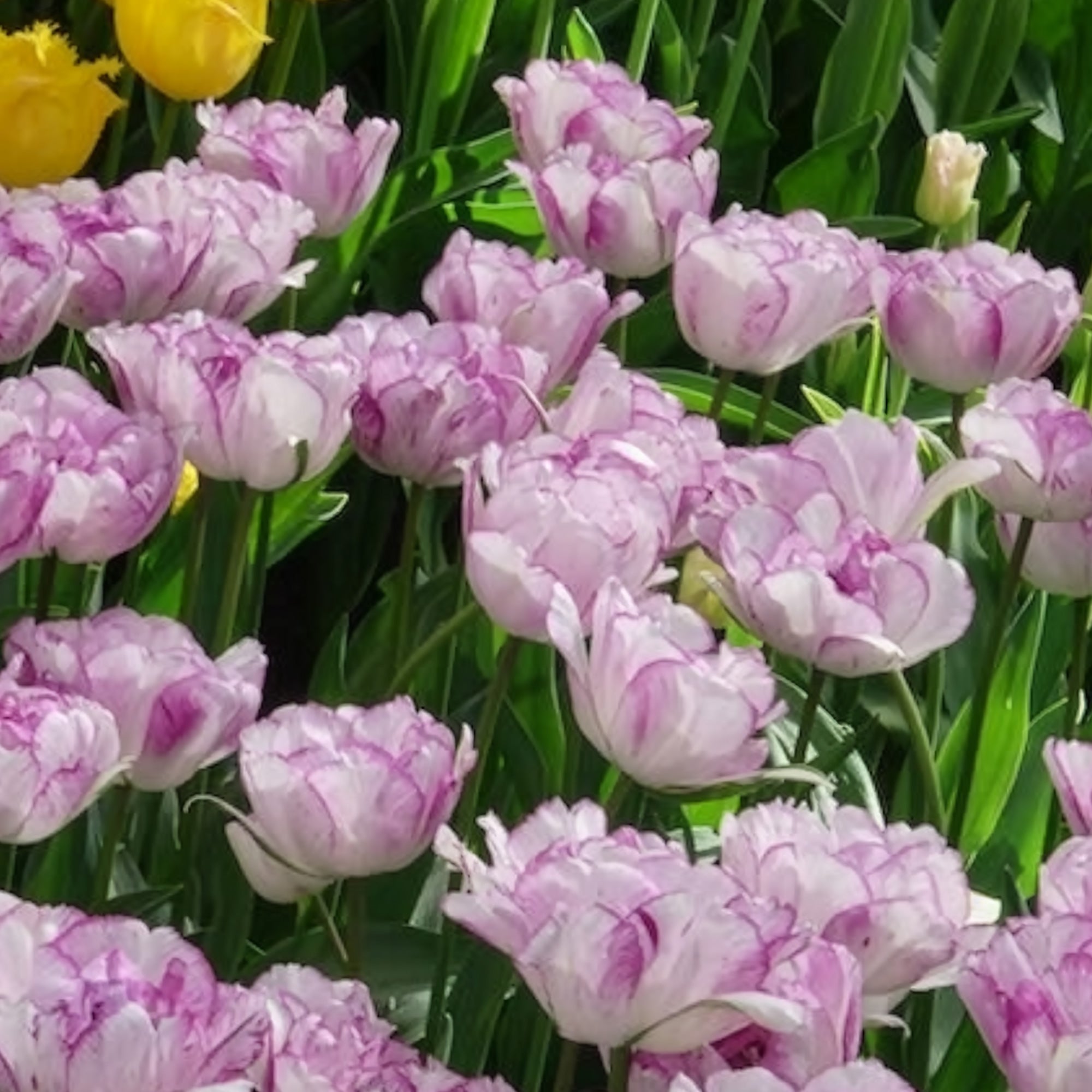 Bakker Shirley Double tulipe pivoine 5 bulbes violet