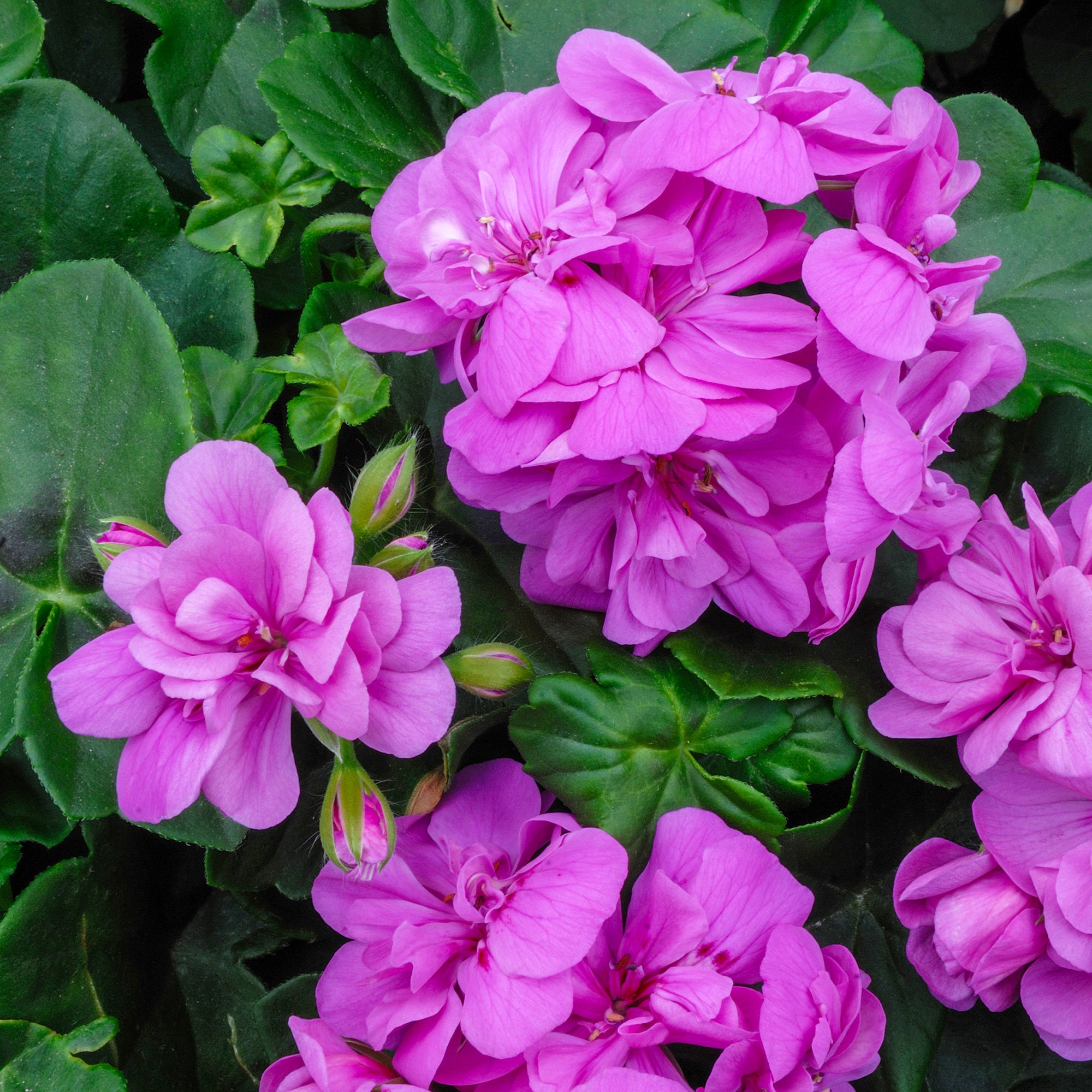 Bakker Géranium lierre double Lilas pot Ø10,5cm retombant