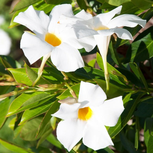 Bakker Jasmin du Brésil plante grimpante pot Ø10,5cm blanc
