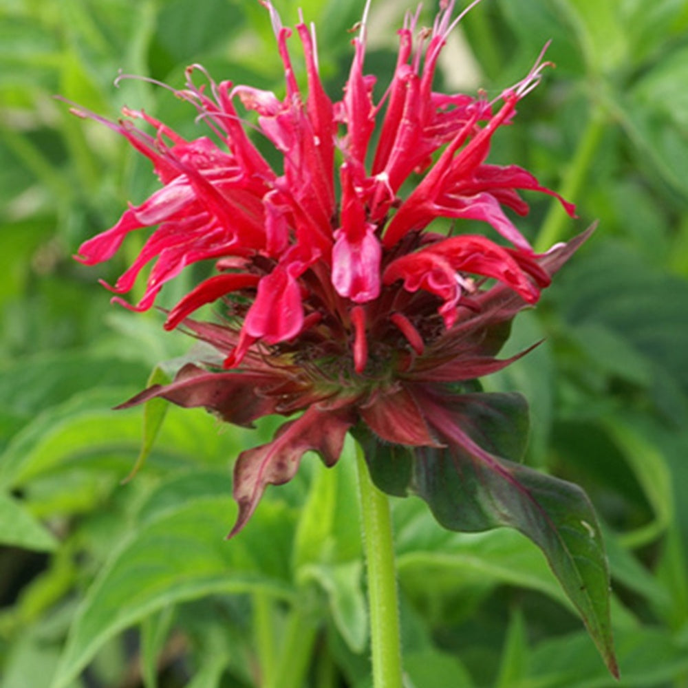 Bakker Monarde Mahogany vivace fuchsia pot 8 cm