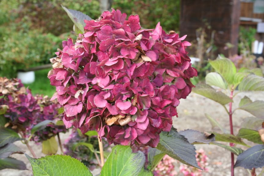 Hortensias du Haut Bois Land Express hortensia boules godet