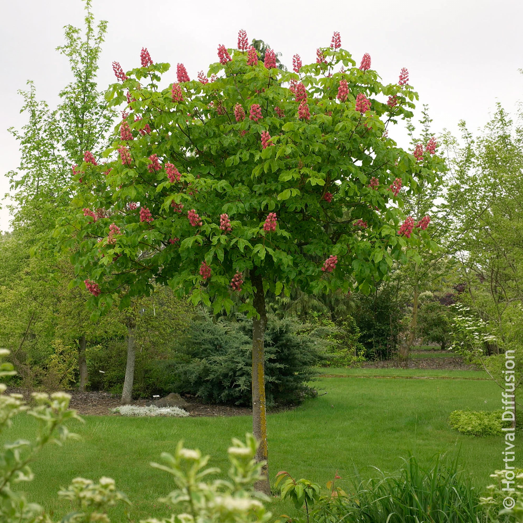 Bakker Briotii Marronnier rouge Briotii pot 1 L fleurs rouges