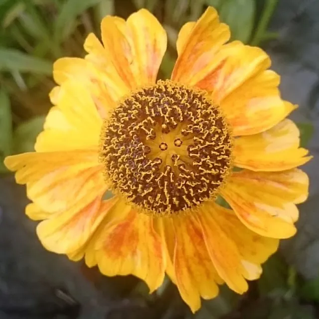 Passion Vivaces Helenium Eldorado plante jaune godet 50mm