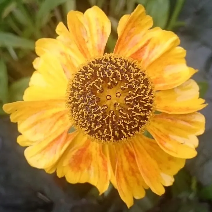 Passion Vivaces Helenium Eldorado plante jaune godet 50mm