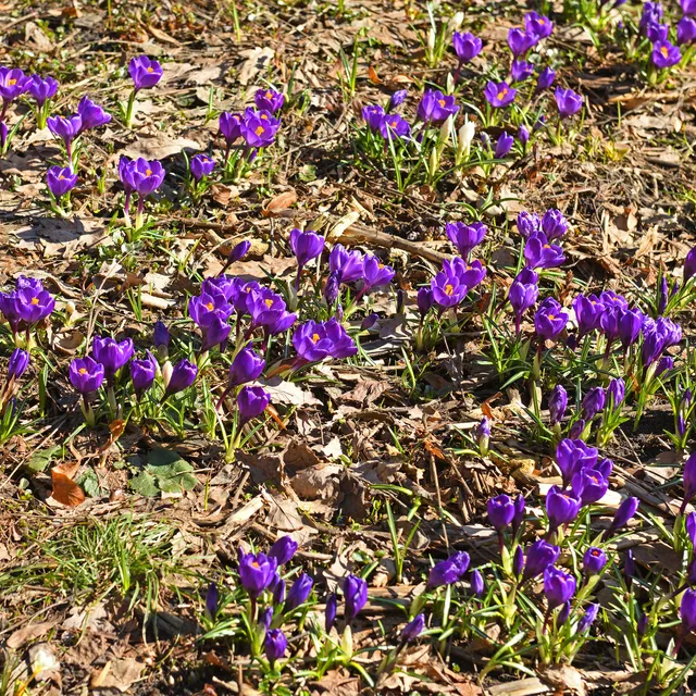 Bakker Crocus Flower Record sachet 15 bulbes violet