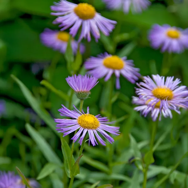 Bakker Erigeron Azure Beauty vivace pot 9cm violet