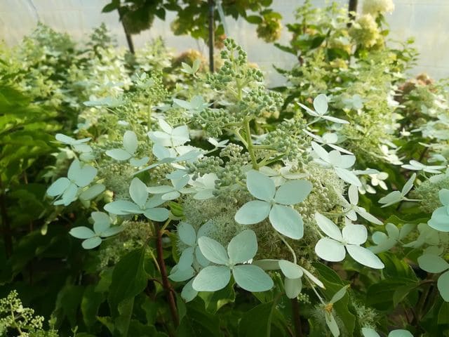 Hydrangea paniculata Perle d'Automne hortensia paniculé godet