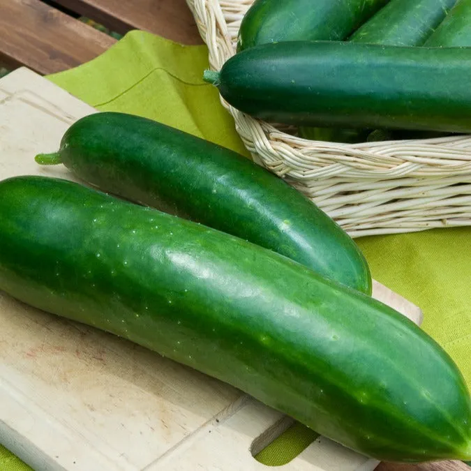 Bakker Potager Concombre Vert long graine sachet 3g