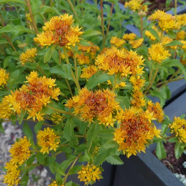 Passion Vivaces Sedum aizoon plante vivace pot 1 litre jaune