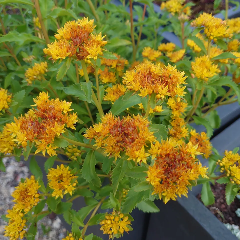 Passion Vivaces Sedum aizoon plante vivace pot 1 litre jaune