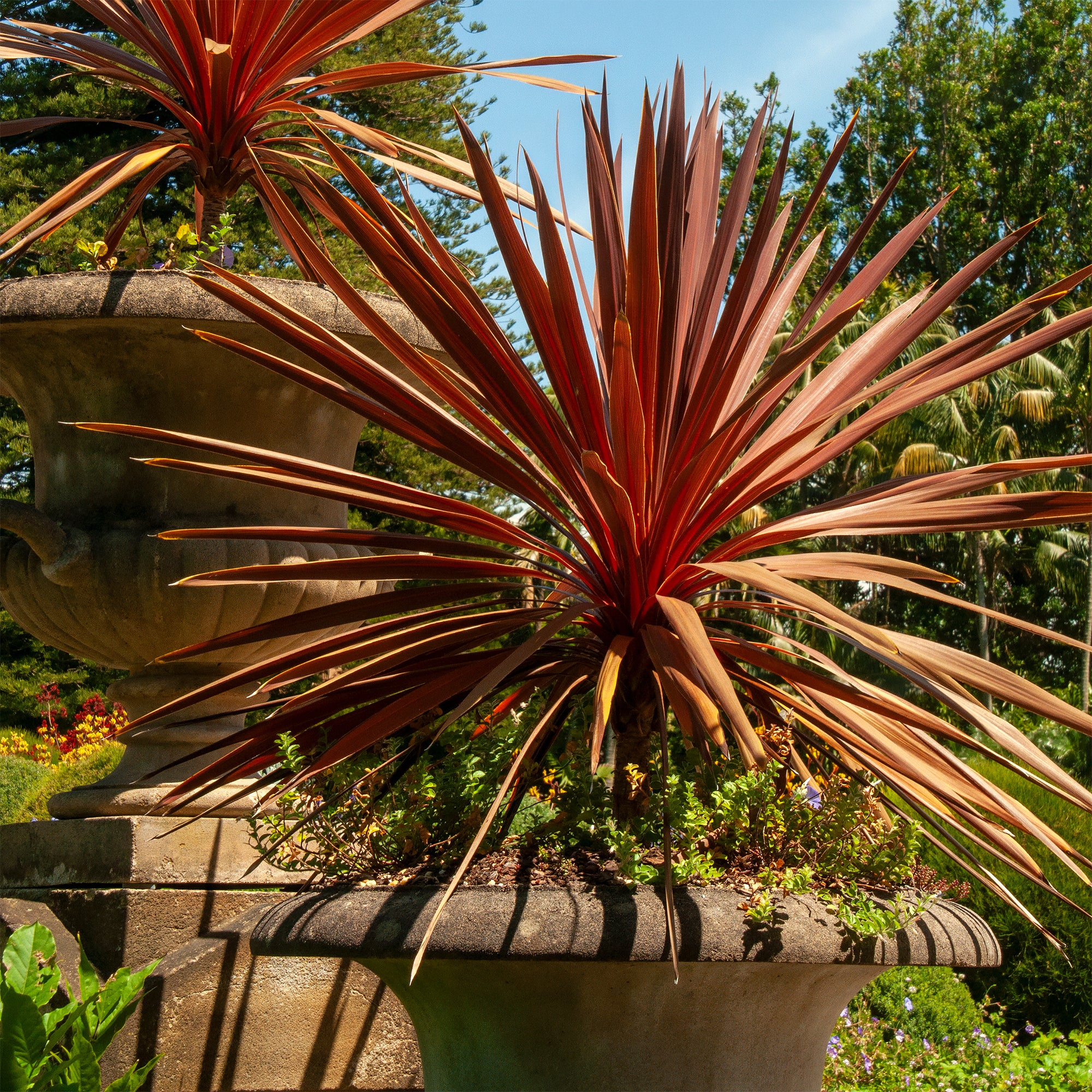 Bakker Red Star cordyline australe godet Ø9cm rouge