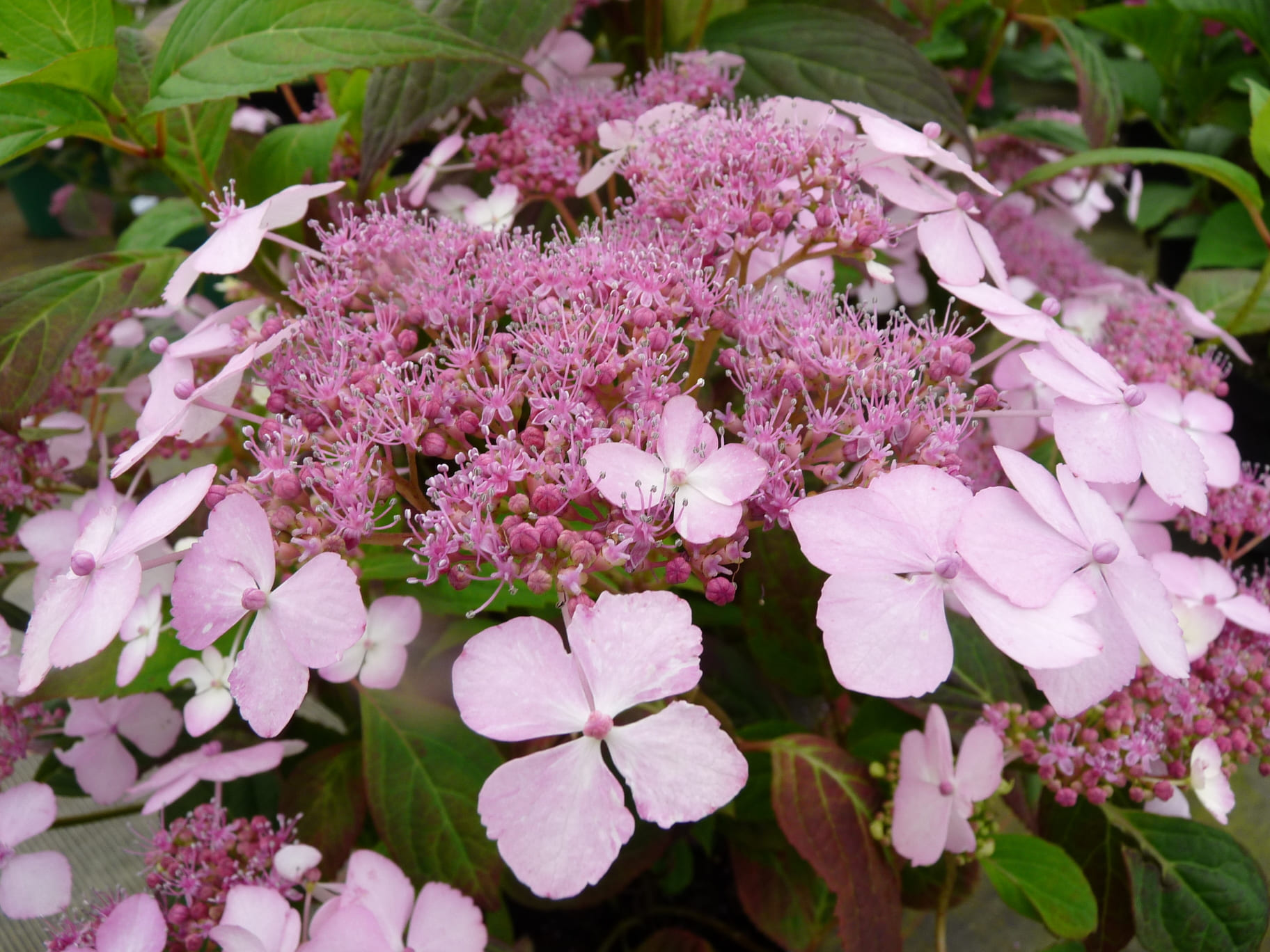 Les Hortensias du Haut Bois Akabana yama hortensia serrata godet