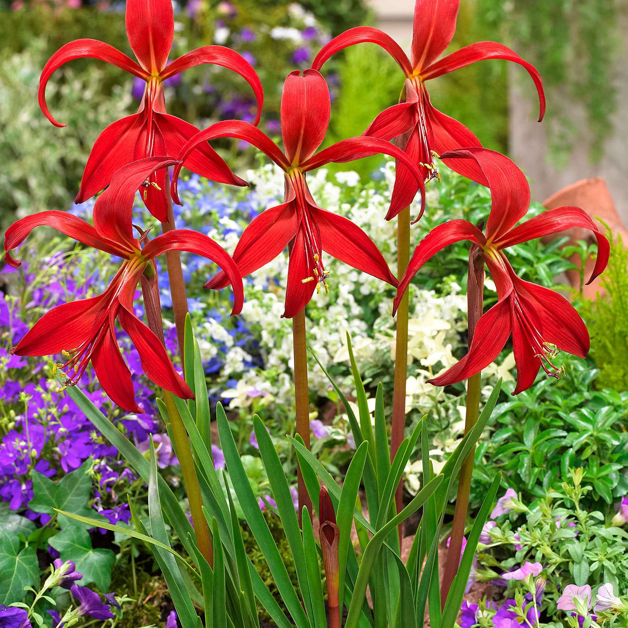 Bakker Lis de St Jacques bulbe rouge sachet de 2 bulbes