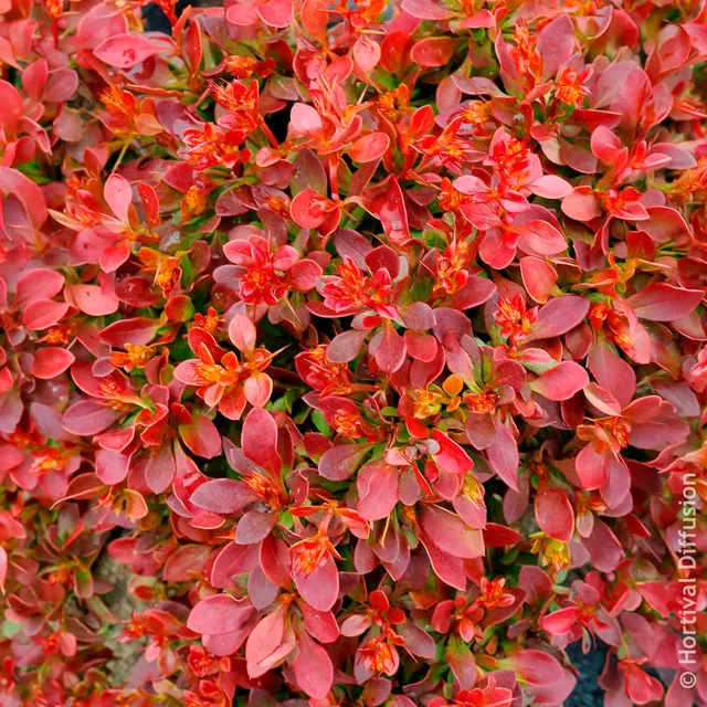 Bakker Épine-vinette Admiration arbuste pot Ø 9 cm rouge compact