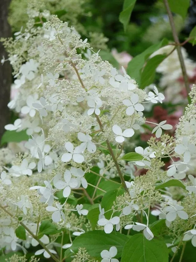 Les Hortensias du Haut Bois Brussels Lace hortensia paniculata godet